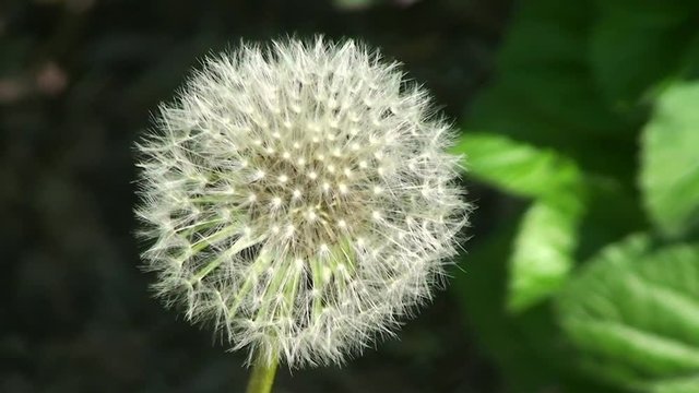 Eine Pusteblume schaukelt im Wind