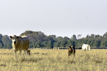 Commercial cattle in dormant pasture