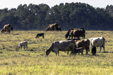 Commercial cow herd