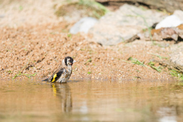 Bathing European goldfinch