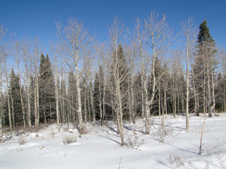 Bare winter aspens