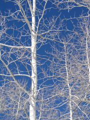 Bare winter aspens