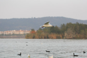 A black-headed gulll is flying in the sky