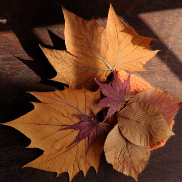 Thanksgiving background with dried maple leaf