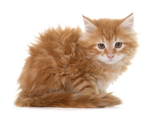 maine coon kitten