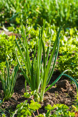 green young onions growing in the garden