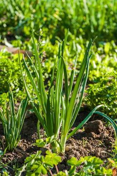 green young onions growing in the garden