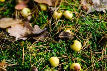 moss in autumn forest