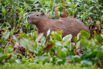 Naklejka na ściany i meble capybara in the nature habitat of northern pantanal, biggest rondent, wild america, south american wildlife, beauty of nature, giants 