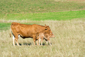 French Limousine cows