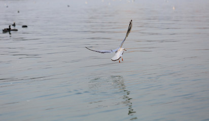 A black-headed gulll is flying in the sky