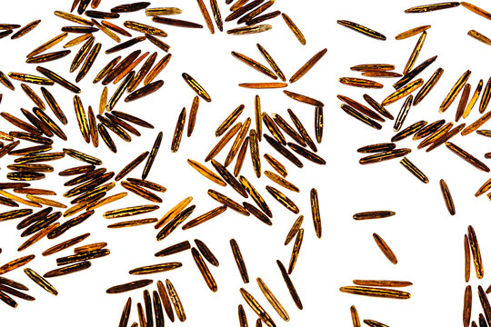 Black rice close-up on white background. Isolated. Pattern of wild brown unpolished rice.