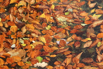 Autumn leaves in water