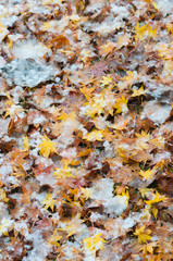 Autumn leaves and snow
