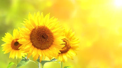 Rolgordijnen Zonnebloemen op wazig zonnige achtergrond © frenta