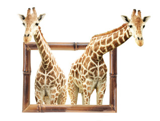 Two giraffes in bamboo frame with 3d effect