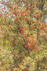  baies sauvages d'automne, les cenelles de l'aubépine  © Unclesam