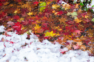 Autumn leaves and snow
