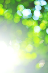 Green nature bokeh background