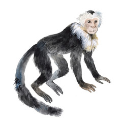 Fototapeta premium Capuchin monkey isolated on a white background, watercolor