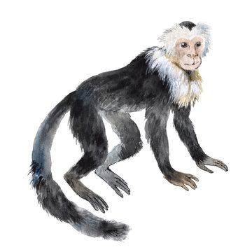 Capuchin Monkey Isolated On A White Background, Watercolor