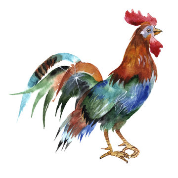Beautiful cock or rooster isolated on a white background, waterc