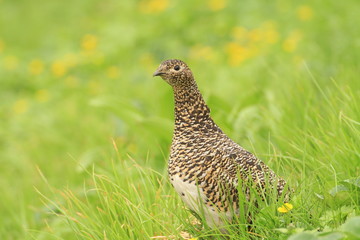 Ptarmigan