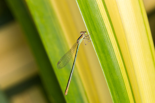 dragonfly pin on plant
