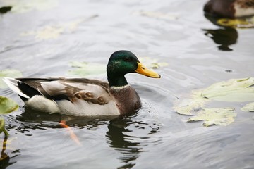 симпатичный селезень на озере между листьев кувшинки