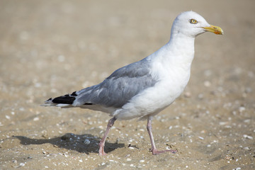 Möwe am Strand
