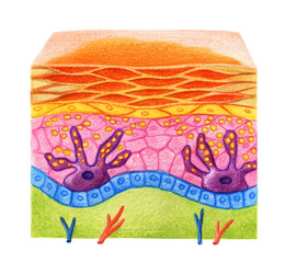 Skin with freckles, Structure of skin with freckles on a white background