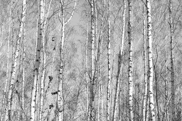 Obraz premium birch forest, black-white photo, autumn landscape