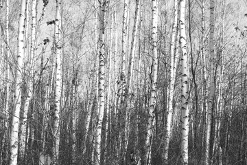birch forest, black-white photo, autumn landscape