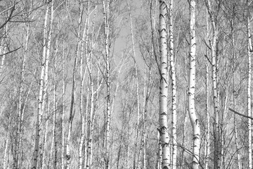 Fototapeta premium brzozowy las, czarno-białe zdjęcie, jesienny krajobraz