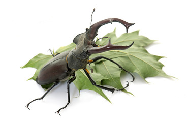 Lucanus cervus in studio