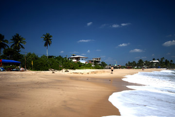 Silhouette of palm trees beach