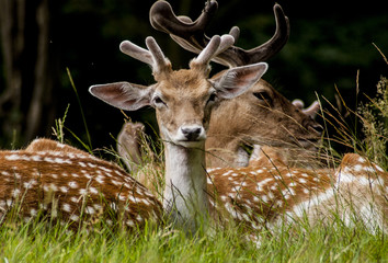 Wild deers