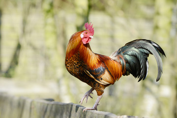 brown rooster sitting on fence in free range