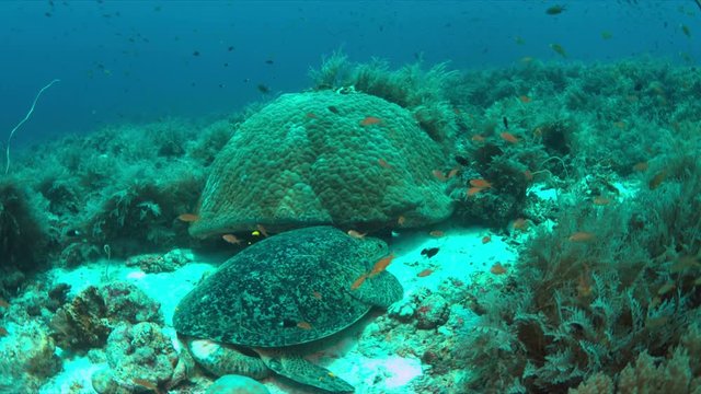 Green Sea turtle on a colorful coral reef with plenty fish. 4k footage