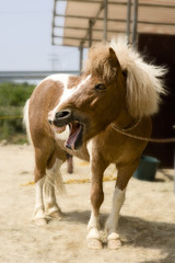 Obraz premium 조랑말.