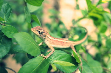 A tree climbing lizard in Thailand.