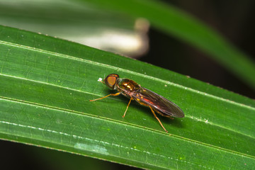 Wasp macro view
