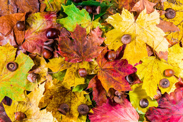 Maple leaves background with hazelnuts and chestnuts