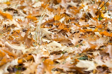 Dry oak leaves lying on ground