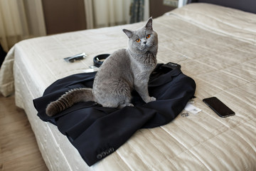 Grey cat sits on black suit