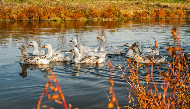 a group of goose on the lake