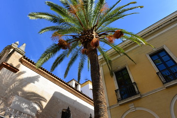 Dattelpalmen in Cordoba