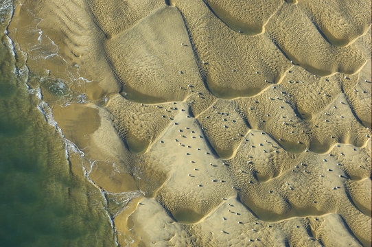 Aerial of sand dunes and birds in Domaine de Certes, Arcachon