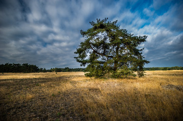 Baum in der Landschaft des Nationalparks De Hoge Veluwe