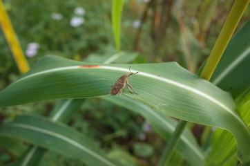 Weevil in Thailand